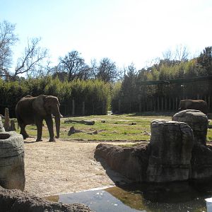 African Elephant