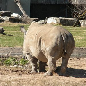 White Rhino