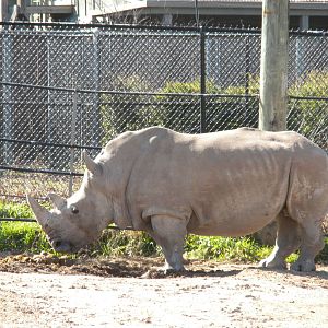 White Rhino