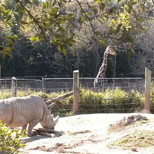 White Rhino and Giraffe
