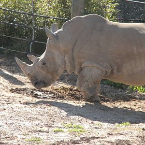 White Rhino