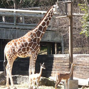 Giraffe and Gerenuk