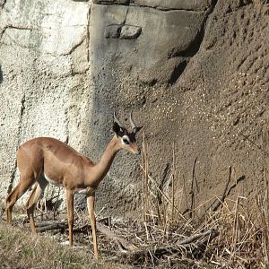 Gerenuk