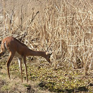 Gerenuk
