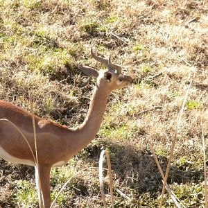 Gerenuk