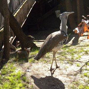 Kori Bustard and Dik-Diks