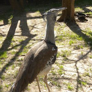 Kori Bustard
