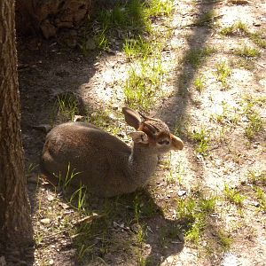 Gunther's Dik-Dik