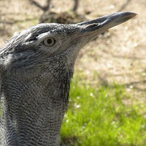 Kori Bustard