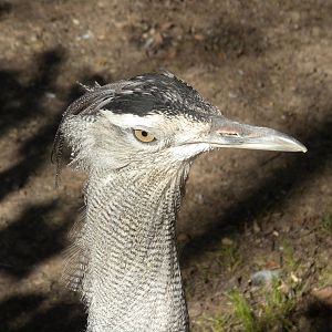 Kori Bustard