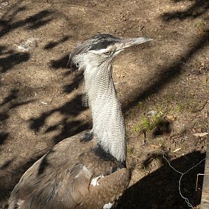 Kori Bustard