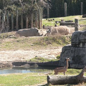 White Rhino and Gerenuk