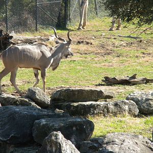 Greater Kudu