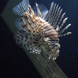 Lionfish