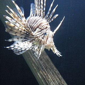 Lionfish