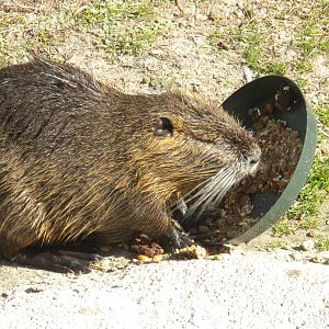 Nutria