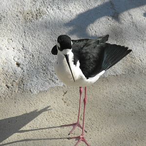 Black-necked Stilt