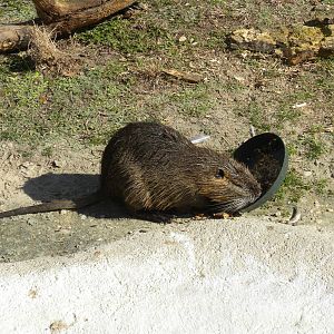 Nutria