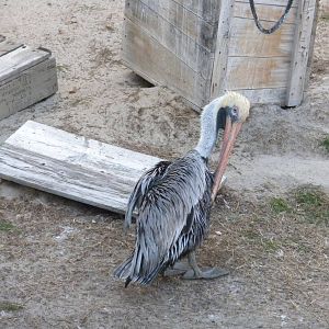 Brown Pelican
