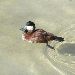 North American Ruddy Duck
