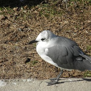 Laughing Gull