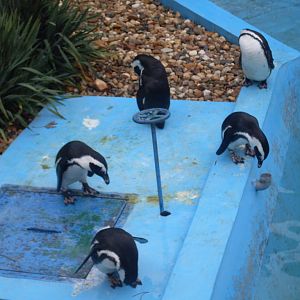 The little outdoor penguin pool