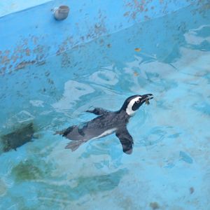 Swimming penguin