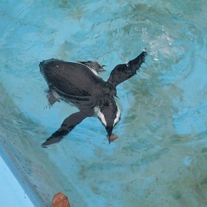 Swimming penguin