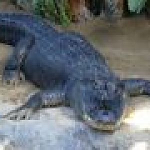 Alligator, september 2006