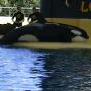 Killer whale, september 2006