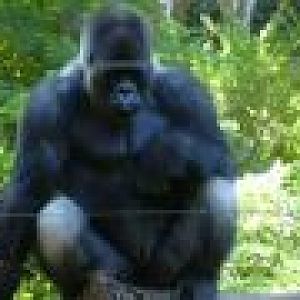 Gorilla, september 2006