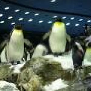 King's penguin, september 2006