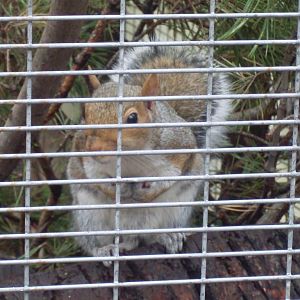 Eastern grey squirrel