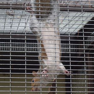 Eastern grey squirrel