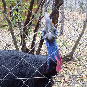 Double-wattled cassowary