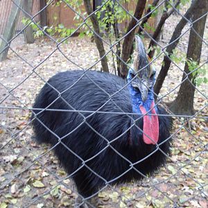 The small cassowary exhibit