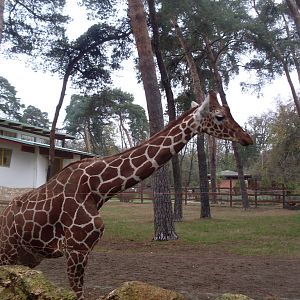 Reticulated giraffe