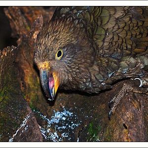 Kea