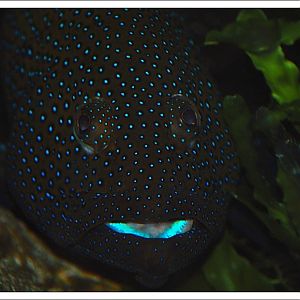 Blue-spotted Grouper