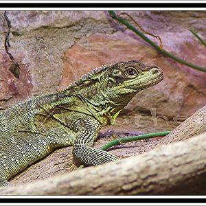 Sailfin Water Dreagon