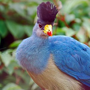 Great Blue Turaco