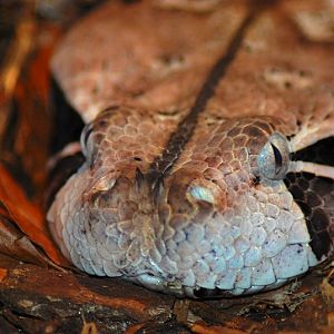 Gaboon Viper