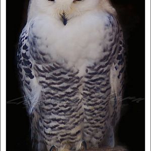 Snowy owl