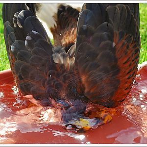 Harris Hawk