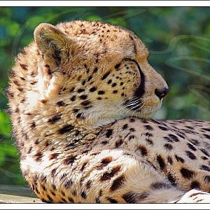 Cheetah