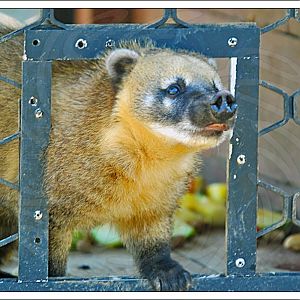 Ring Tailed Coati