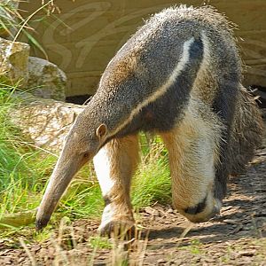 Giant Anteater