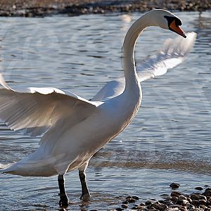 Mute Swan