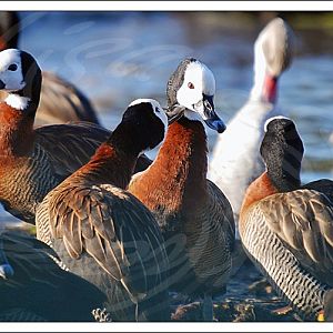 White Faced Whistling Ducks
