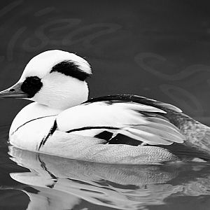 Smew